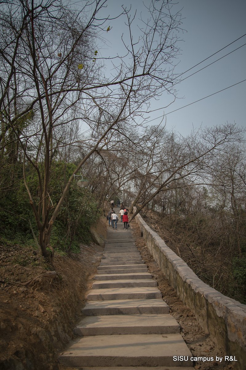 Tree branches in early spring