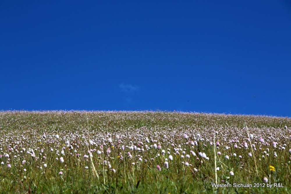 Tiny, sparking flowers in western Sichuan